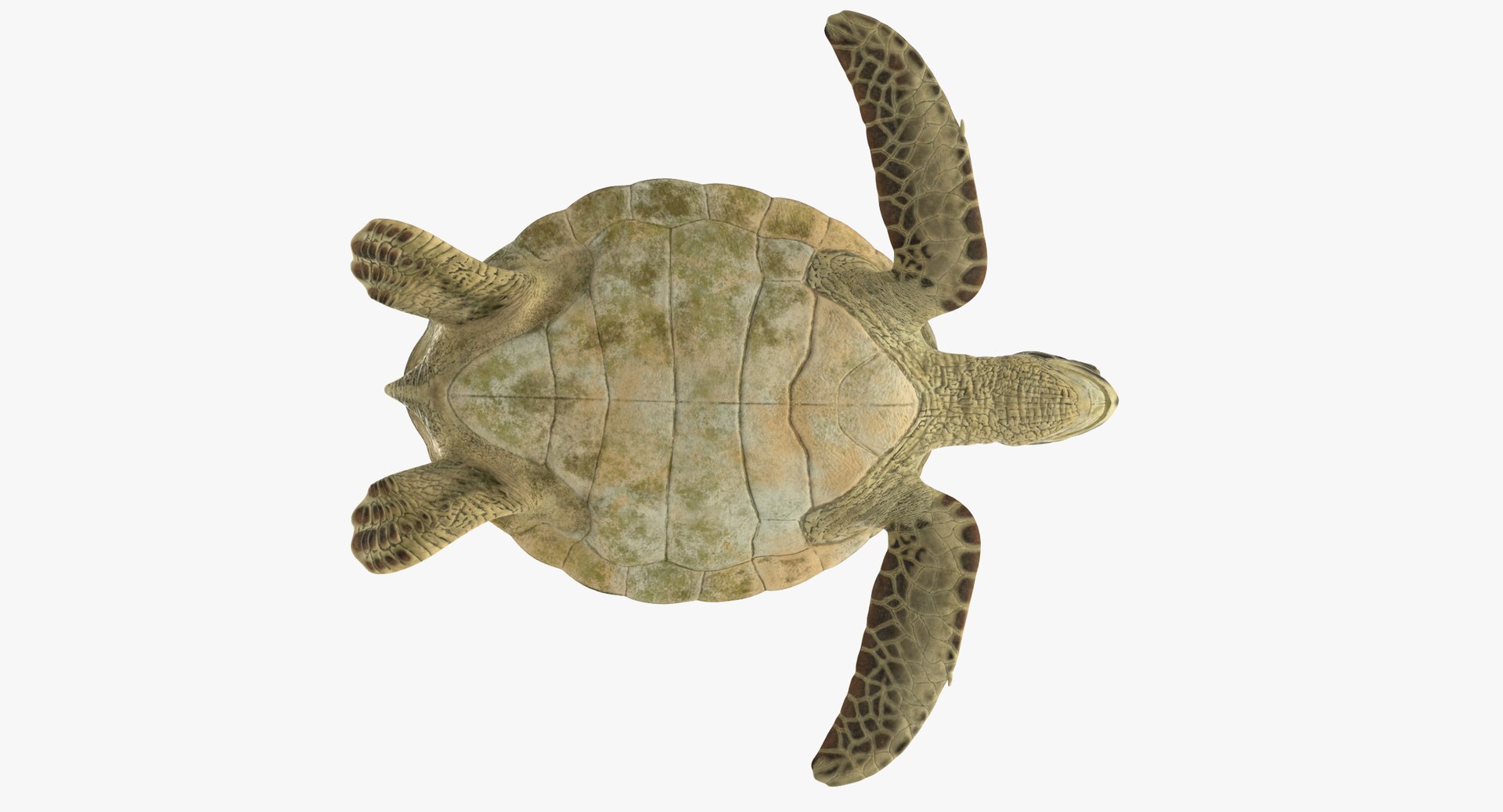 3D sea animals 02 https://p.turbosquid.com/ts-thumb/S5/FeuBcJ/TyCOJkNx/sea_turtle_rig_001_thumbnail_0008/jpg/1499167575/1920x1080/fit_q87/136d1aca05f58aa3af0d1e8e51f8323d25047ea7/sea_turtle_rig_001_thumbnail_0008.jpg