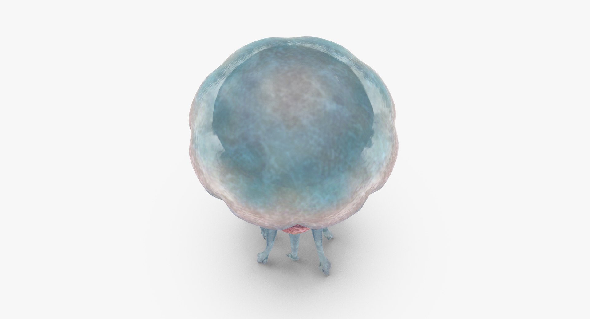 3D sea animals 02 https://p.turbosquid.com/ts-thumb/S5/FeuBcJ/W7BPAOi7/jellyfish_03_001_thumbnail_0005/jpg/1499167310/1920x1080/fit_q87/e648b3084f0fcb4336884d7b3561f1ce7c192db9/jellyfish_03_001_thumbnail_0005.jpg