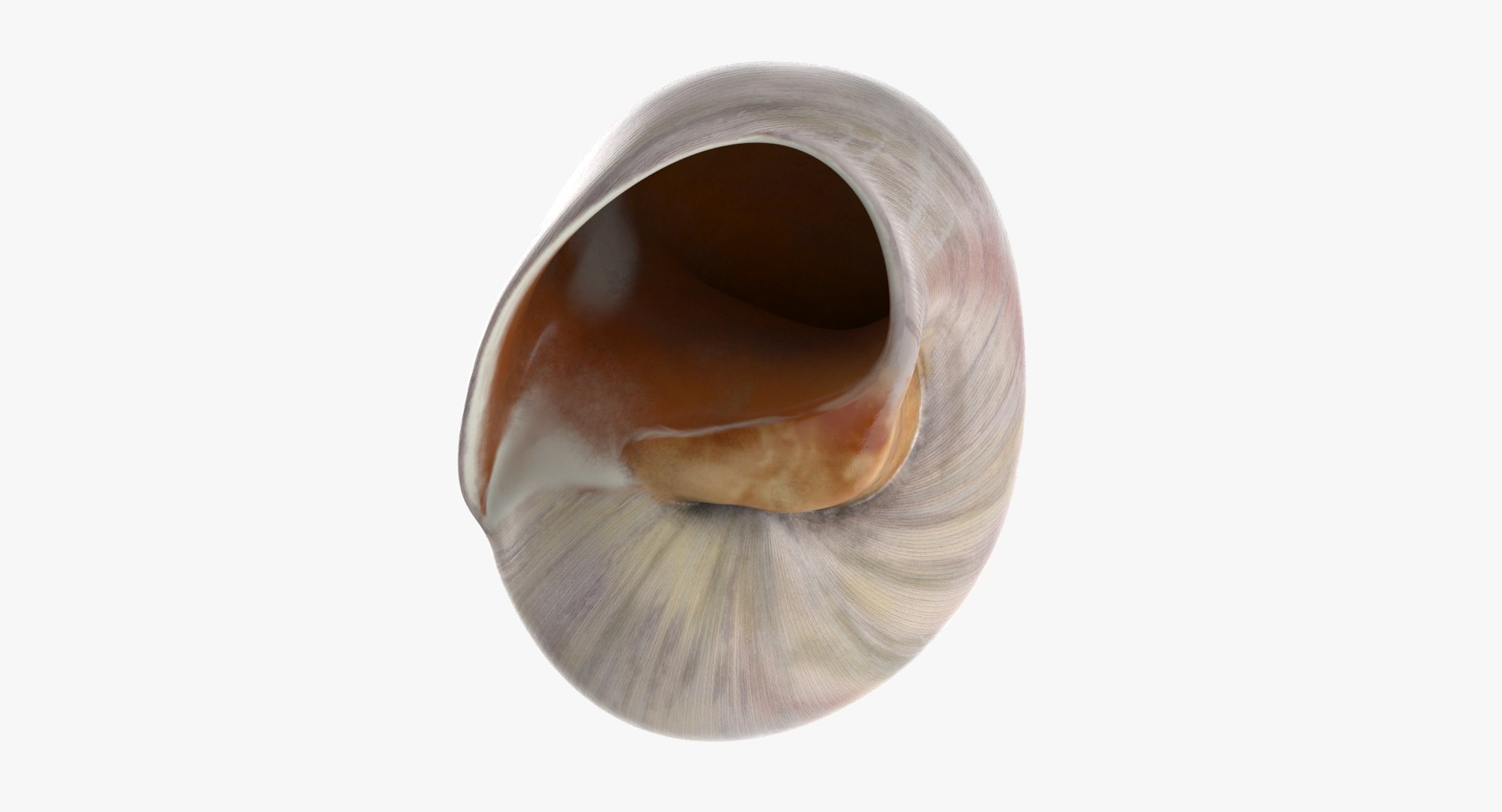 3D sea animals 02 https://p.turbosquid.com/ts-thumb/S5/FeuBcJ/WEli6RVZ/sharkeye_moon_shell_002_thumbnail_0007/jpg/1499176922/1920x1080/fit_q87/3271f8d0be7985c9857883b9f172e31120ba64f9/sharkeye_moon_shell_002_thumbnail_0007.jpg