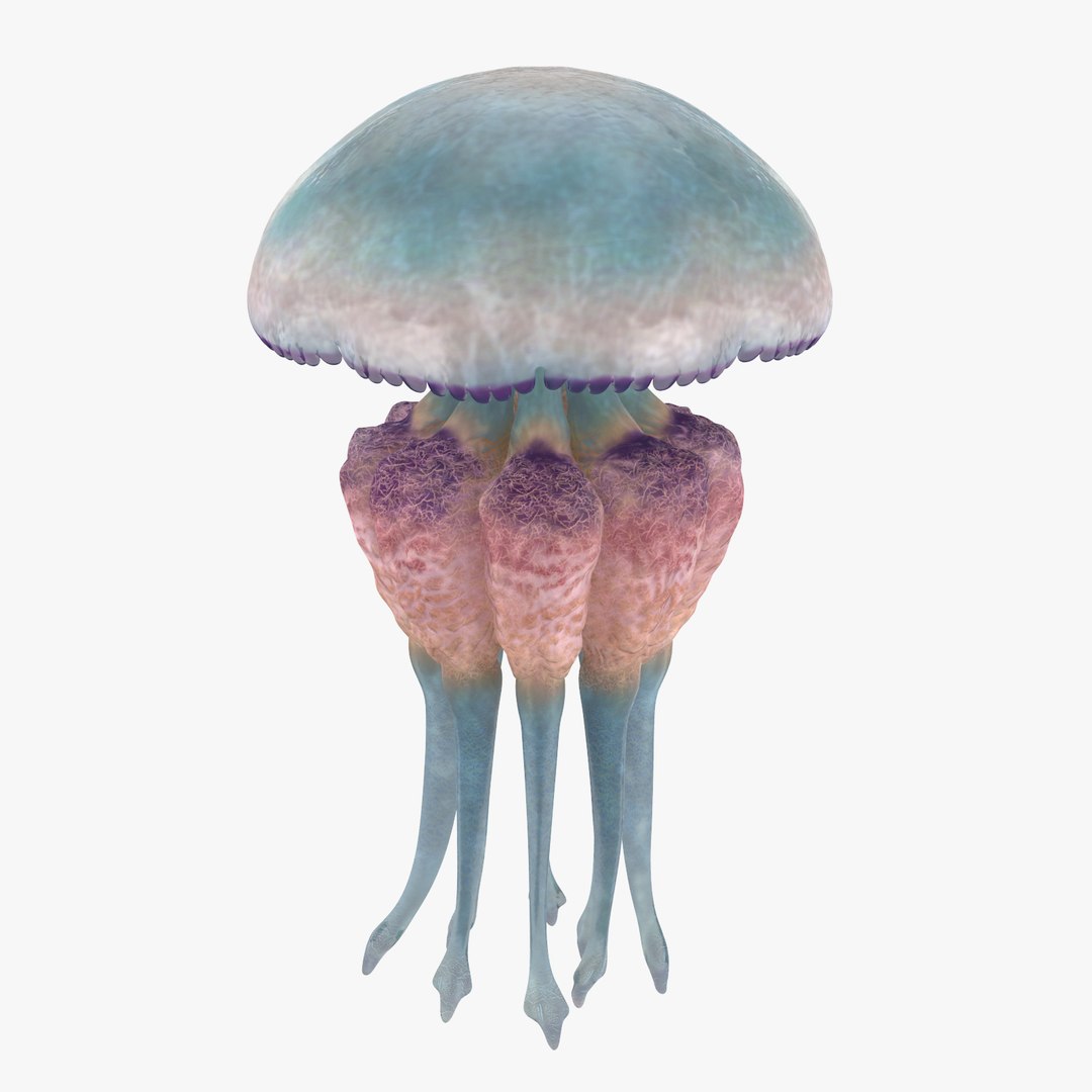 3D sea animals 02 https://p.turbosquid.com/ts-thumb/S5/FeuBcJ/XlFvACHe/jellyfish_03_001_thumbnail_square0000/jpg/1499167310/1920x1080/fit_q87/9f47c864ba42bee3ae90fa3c867e0bc961c8053e/jellyfish_03_001_thumbnail_square0000.jpg