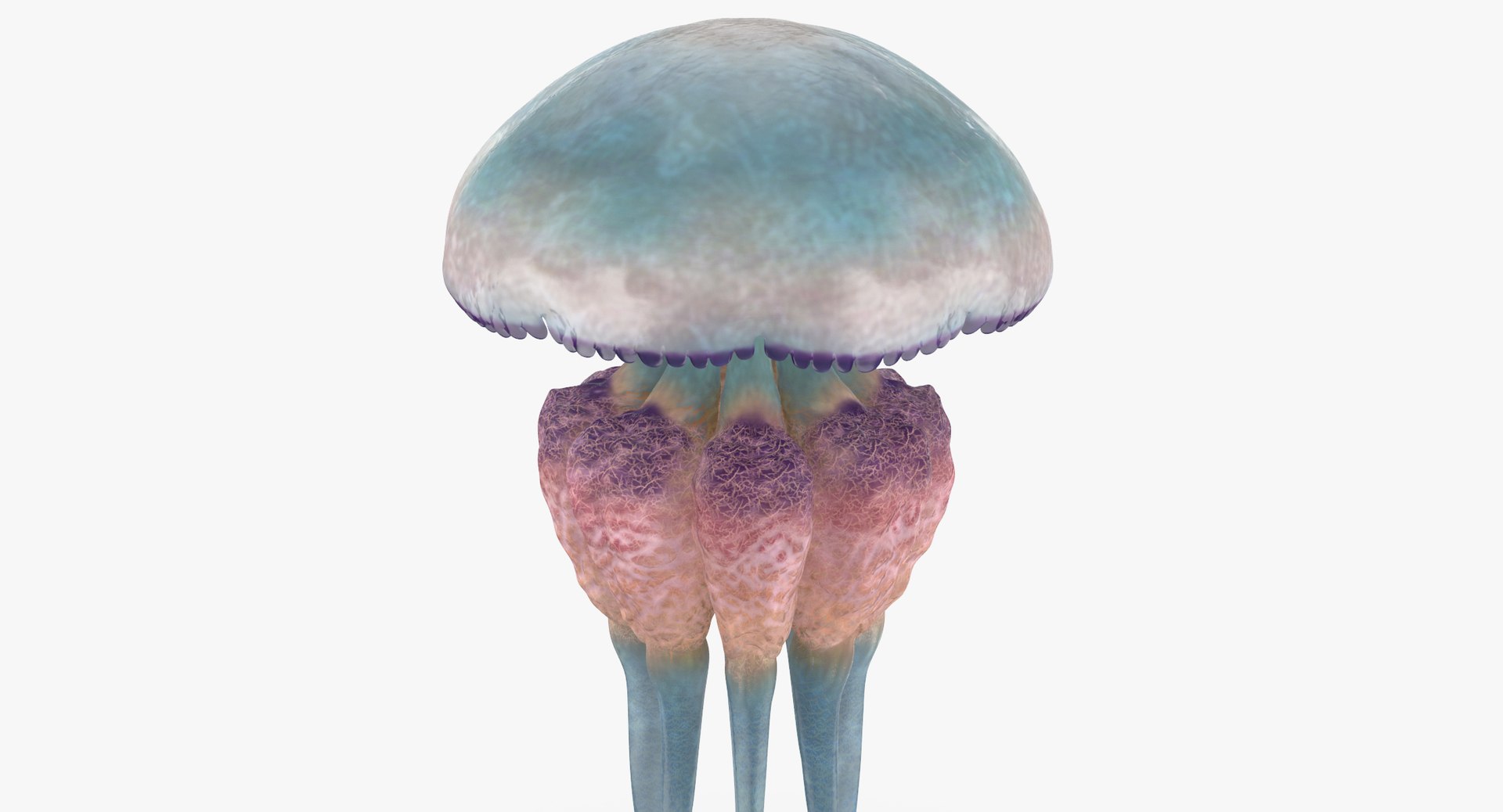 3D sea animals 02 https://p.turbosquid.com/ts-thumb/S5/FeuBcJ/Yf66uymx/jellyfish_03_001_thumbnail_0004/jpg/1499167310/1920x1080/fit_q87/18a638e408e92f73bdf01b0b8bf9f4e436309522/jellyfish_03_001_thumbnail_0004.jpg