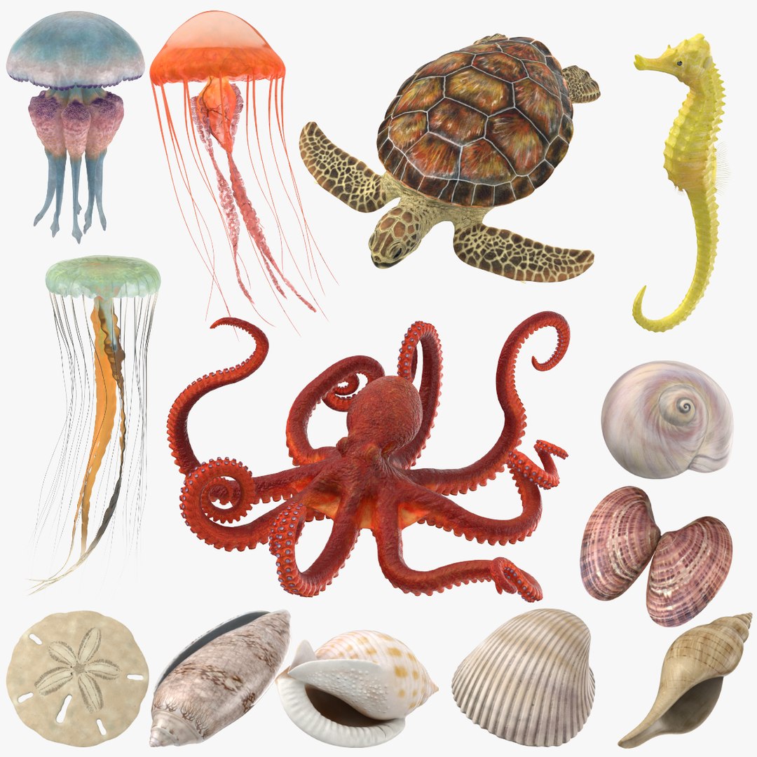 3D sea animals 02 https://p.turbosquid.com/ts-thumb/S5/FeuBcJ/a24sDebo/sea_animals_01_seashells_01/jpg/1499241438/1920x1080/fit_q87/a0f69abaf0eb51bb43b522a043d58f3c6ab69ffe/sea_animals_01_seashells_01.jpg