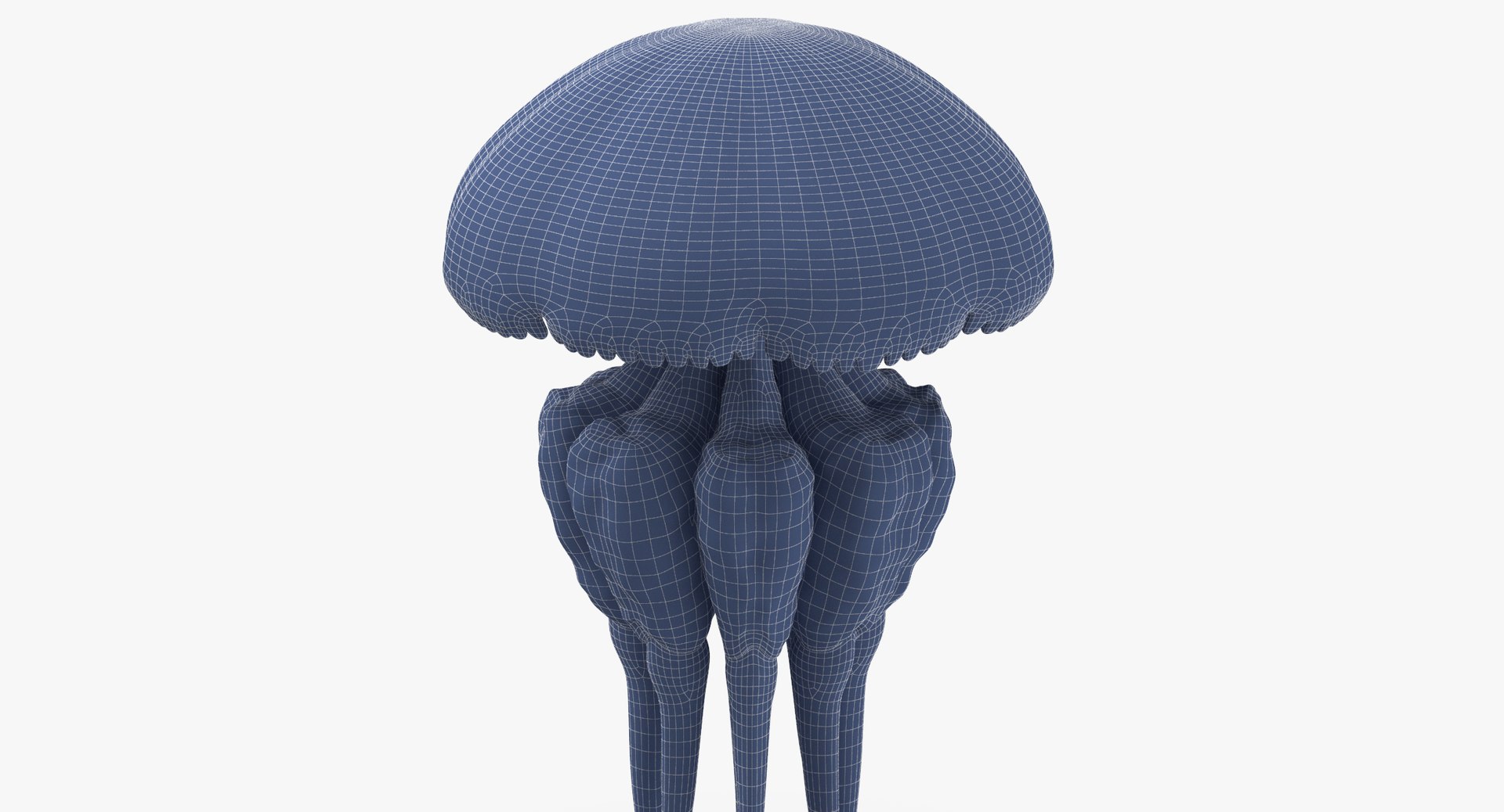 3D sea animals 02 https://p.turbosquid.com/ts-thumb/S5/FeuBcJ/aIGNhZ3x/jellyfish_03_001_wireframe_0004/jpg/1499167310/1920x1080/fit_q87/a89e8daaae2f466447970d7c83af191a376ed5cf/jellyfish_03_001_wireframe_0004.jpg