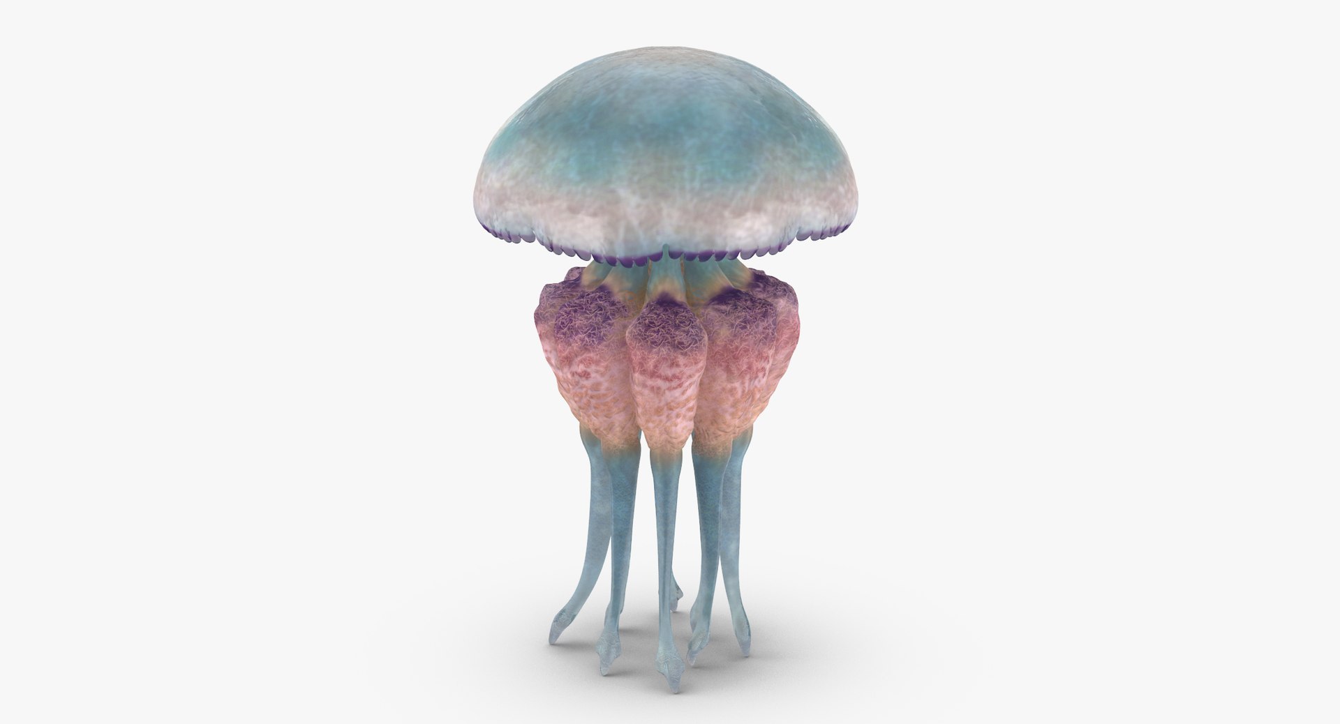 3D sea animals 02 https://p.turbosquid.com/ts-thumb/S5/FeuBcJ/aPM2n4rc/jellyfish_03_001_thumbnail_0001/jpg/1499167310/1920x1080/fit_q87/d6e0a8d3b1a3a6db284376cd2a0de40524deafa5/jellyfish_03_001_thumbnail_0001.jpg