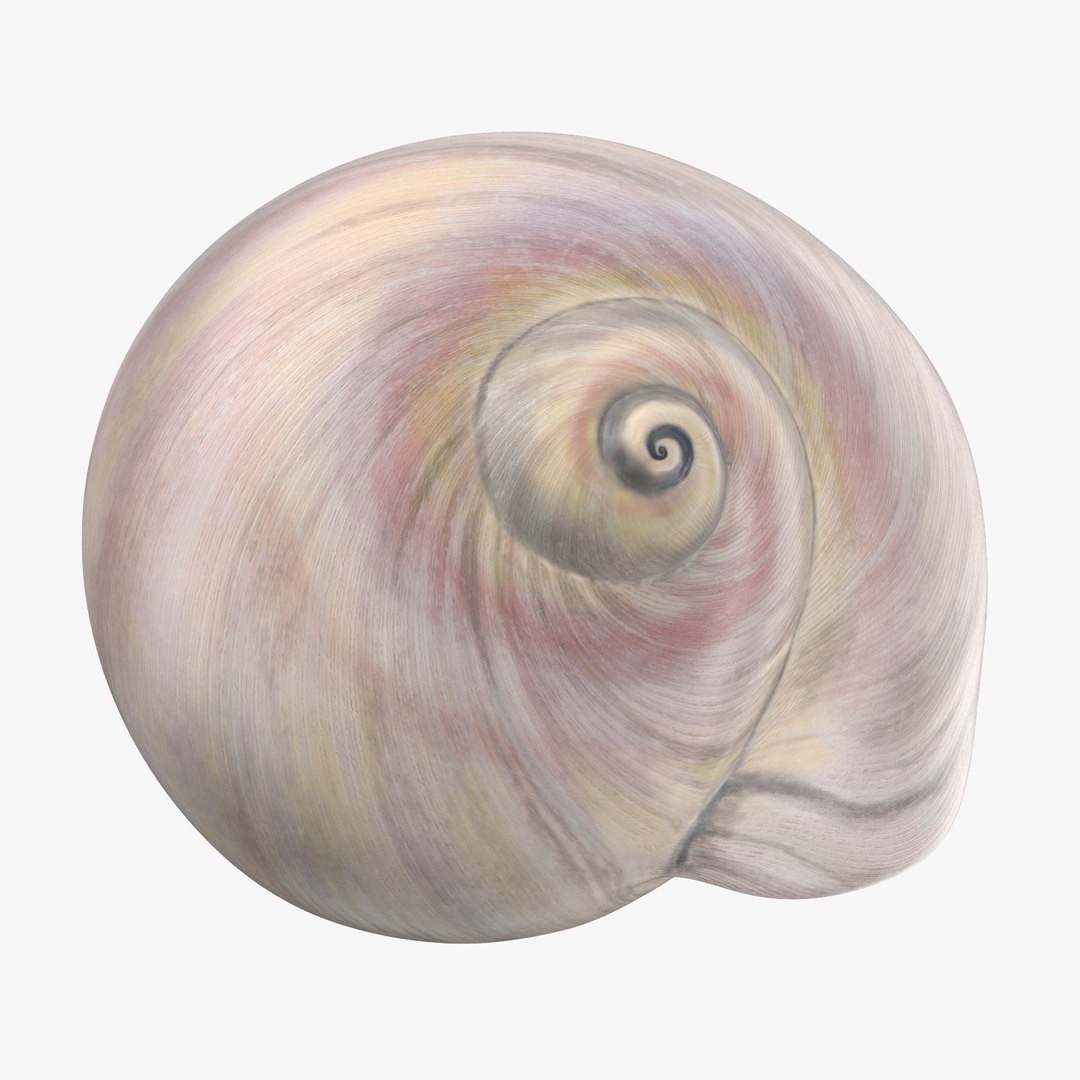 3D sea animals 02 https://p.turbosquid.com/ts-thumb/S5/FeuBcJ/b7QIUeno/sharkeye_moon_shell_002_thumbnail_square0000/jpg/1499176922/1920x1080/fit_q87/abd3c7766633ef9c75d134bbbd540017fd16c589/sharkeye_moon_shell_002_thumbnail_square0000.jpg