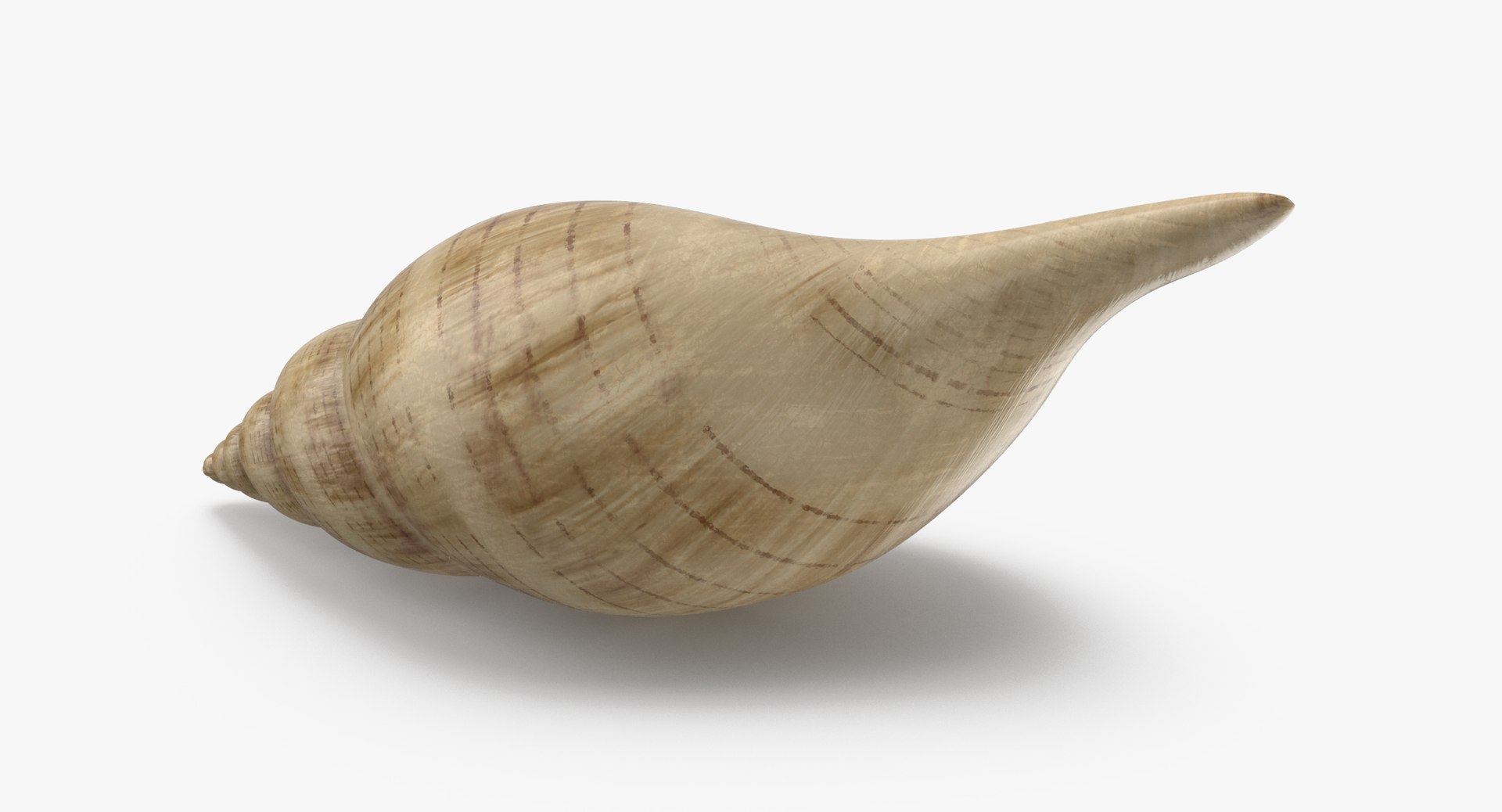 3D sea animals 02 https://p.turbosquid.com/ts-thumb/S5/FeuBcJ/eI2kKO2o/tulip_shell_002_thumbnail_0005/jpg/1499177873/1920x1080/fit_q87/934537c8bdcbde667aed3210c16775b6fa0cbf78/tulip_shell_002_thumbnail_0005.jpg