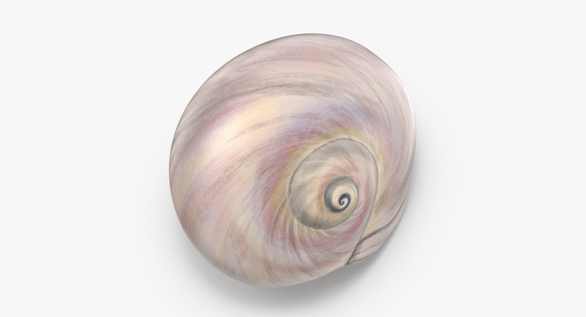 3D sea animals 02 https://p.turbosquid.com/ts-thumb/S5/FeuBcJ/l12FqwN5/sharkeye_moon_shell_002_thumbnail_0004/jpg/1499176922/1920x1080/fit_q87/250dd46e13275db3d33edd464ce9b6e6d1917a55/sharkeye_moon_shell_002_thumbnail_0004.jpg