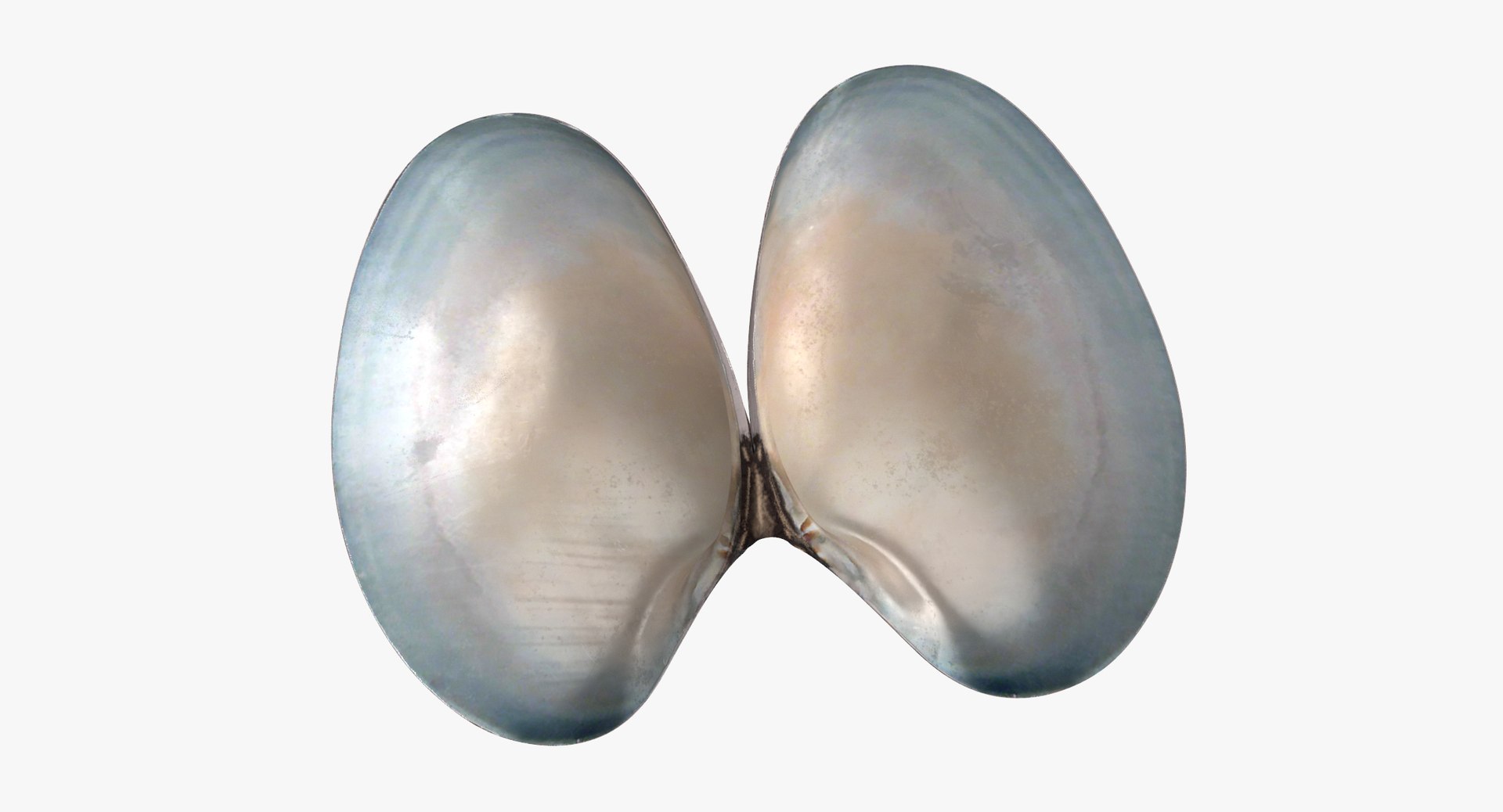 3D sea animals 02 https://p.turbosquid.com/ts-thumb/S5/FeuBcJ/oR6JI0b8/sunray_venus_shell_002_thumbnail_0006/jpg/1499177547/1920x1080/fit_q87/da194c0b2f47e4402a31f8c50413fa11cd57d0f9/sunray_venus_shell_002_thumbnail_0006.jpg