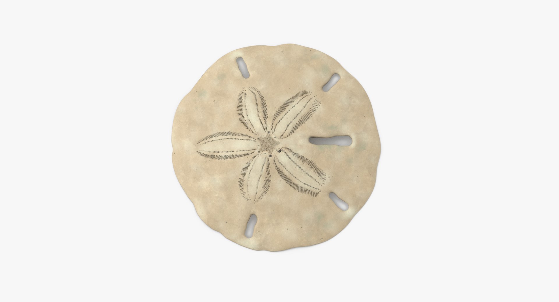 3D sea animals 02 https://p.turbosquid.com/ts-thumb/S5/FeuBcJ/q3K5vrNZ/keyhole_sand_dollar_002_thumbnail_0006/jpg/1499174599/1920x1080/fit_q87/d2ac6bac531e77a0fe1dc94232d2fae02185b583/keyhole_sand_dollar_002_thumbnail_0006.jpg