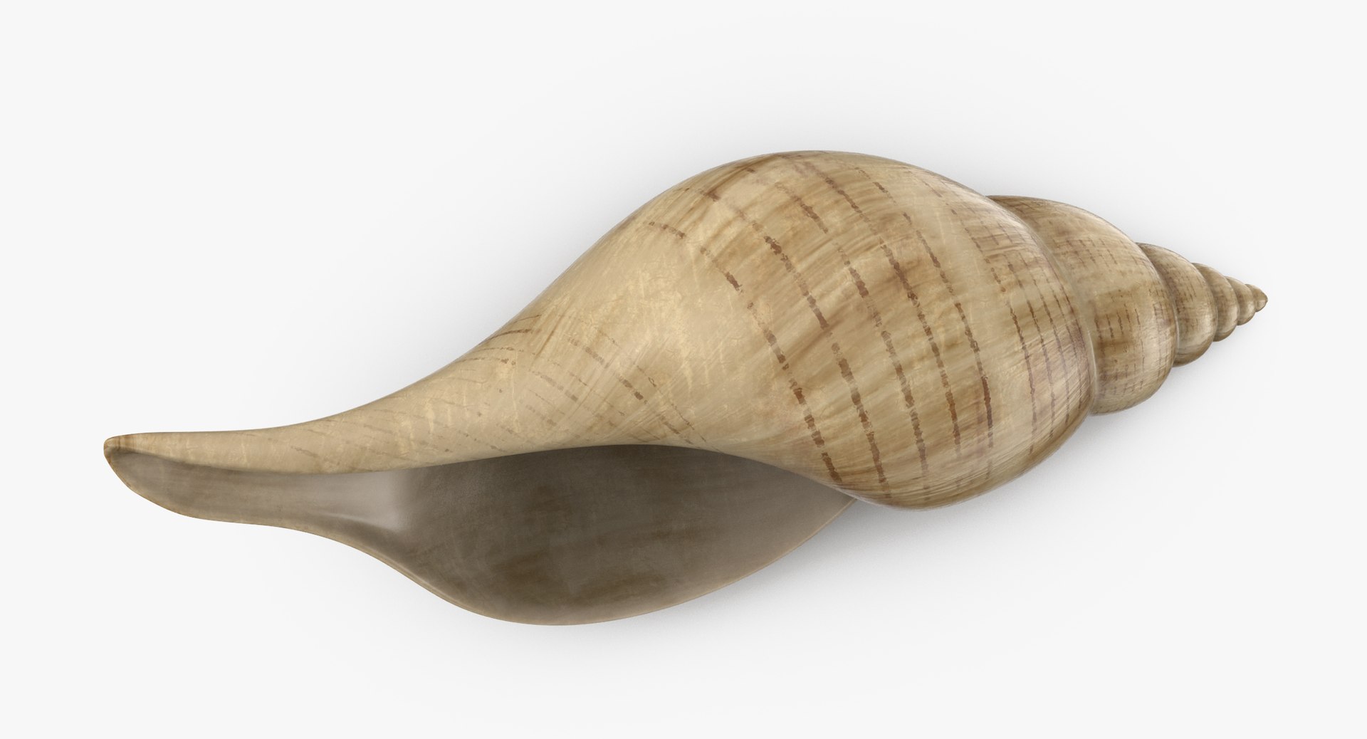 3D sea animals 02 https://p.turbosquid.com/ts-thumb/S5/FeuBcJ/riGUooWx/tulip_shell_002_thumbnail_0007/jpg/1499177873/1920x1080/fit_q87/b181240aa330d8227c08263d66c5b65e04474e1f/tulip_shell_002_thumbnail_0007.jpg