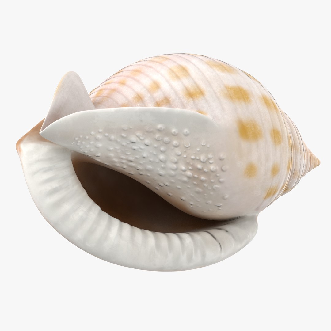 3D sea animals 02 https://p.turbosquid.com/ts-thumb/S5/FeuBcJ/uZ1I6t7j/scotch_bonnet_shell_002_thumbnail_square0000/jpg/1499175994/1920x1080/fit_q87/70d3f998958ba09fb5ae3f28250efdb337786735/scotch_bonnet_shell_002_thumbnail_square0000.jpg