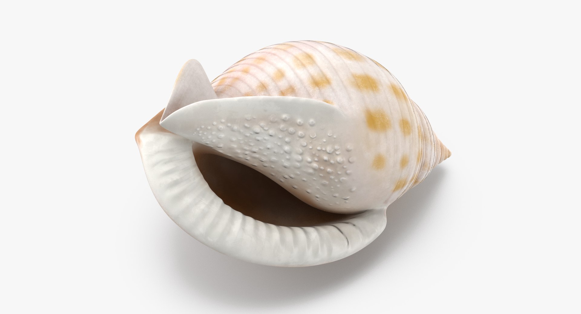 3D sea animals 02 https://p.turbosquid.com/ts-thumb/S5/FeuBcJ/v0CBcs6R/scotch_bonnet_shell_002_thumbnail_0001/jpg/1499175994/1920x1080/fit_q87/b3ce599969cab91dee1169f3dda0909d196a1e83/scotch_bonnet_shell_002_thumbnail_0001.jpg