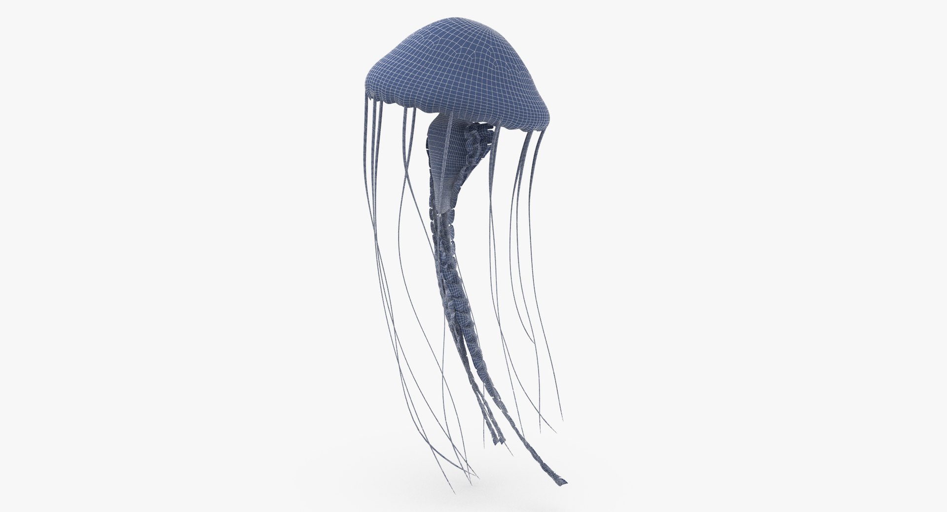 3D sea animals 02 https://p.turbosquid.com/ts-thumb/S5/FeuBcJ/v4H5Cl3u/jellyfish_01_wireframe_0002/jpg/1499166754/1920x1080/fit_q87/5bdad45a2ab7f621ea887fa3db4b2178f4ced49a/jellyfish_01_wireframe_0002.jpg