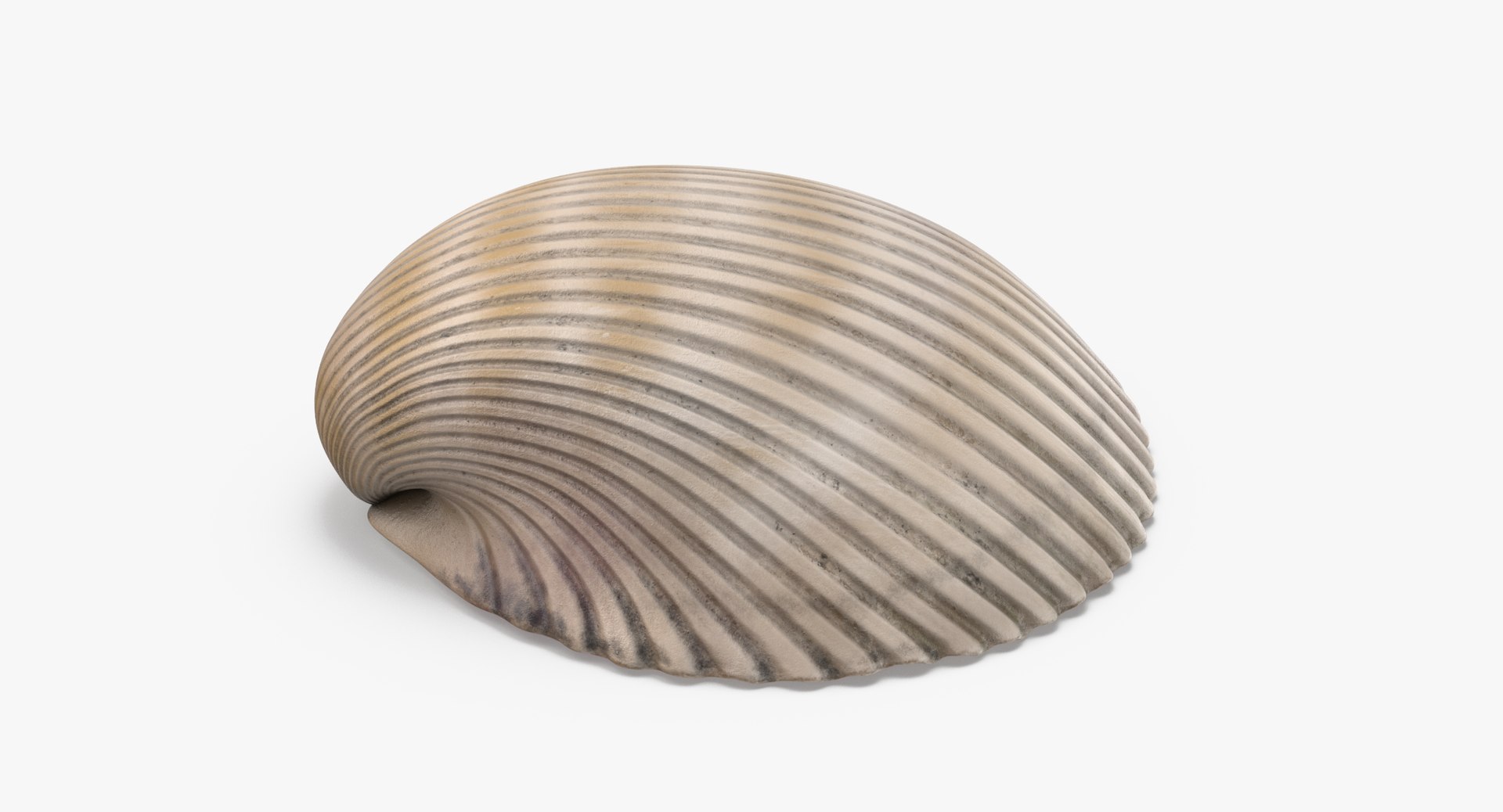 3D sea animals 02 https://p.turbosquid.com/ts-thumb/S5/FeuBcJ/xq0bydge/heart_cockle_shell_002_thumbnail_0004/jpg/1499169425/1920x1080/fit_q87/16c1f65de98b8cd42c5a482d8177766ddb1fd51f/heart_cockle_shell_002_thumbnail_0004.jpg