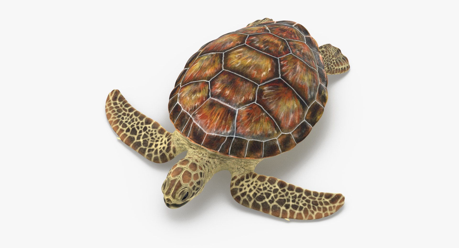 3D sea animals 02 https://p.turbosquid.com/ts-thumb/S5/FeuBcJ/zDhTIimP/sea_turtle_rig_001_thumbnail_0001/jpg/1499167575/1920x1080/fit_q87/380014d15f92e1cf15e83b34bf25e8f2855eb61d/sea_turtle_rig_001_thumbnail_0001.jpg
