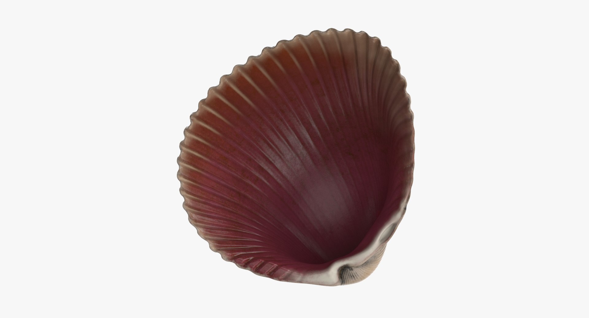 3D sea animals 02 https://p.turbosquid.com/ts-thumb/S5/FeuBcJ/zzrCS7SQ/heart_cockle_shell_002_thumbnail_0006/jpg/1499169425/1920x1080/fit_q87/2b03eb710eb183a644b18744cd813836b879b715/heart_cockle_shell_002_thumbnail_0006.jpg