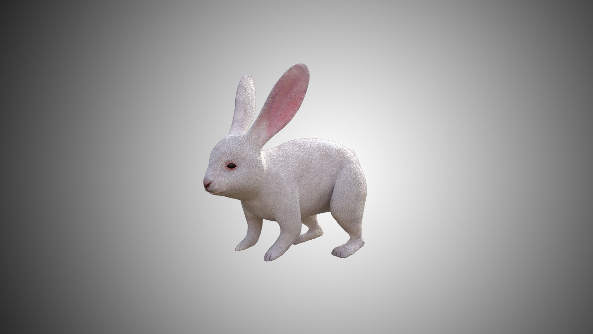 3D White Rabbit Model - TurboSquid 1610791