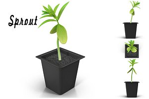 Sprout # 4