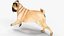 pug dog rigged 3D model