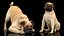 3D pug dog rigged modo model