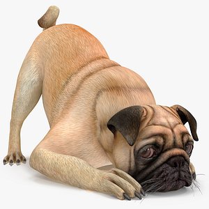 Pug Dog Rigged