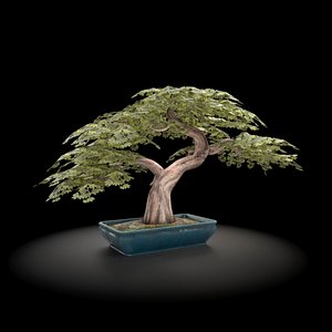 3D Bonsai Models | TurboSquid