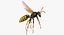 Paper Wasp Flying