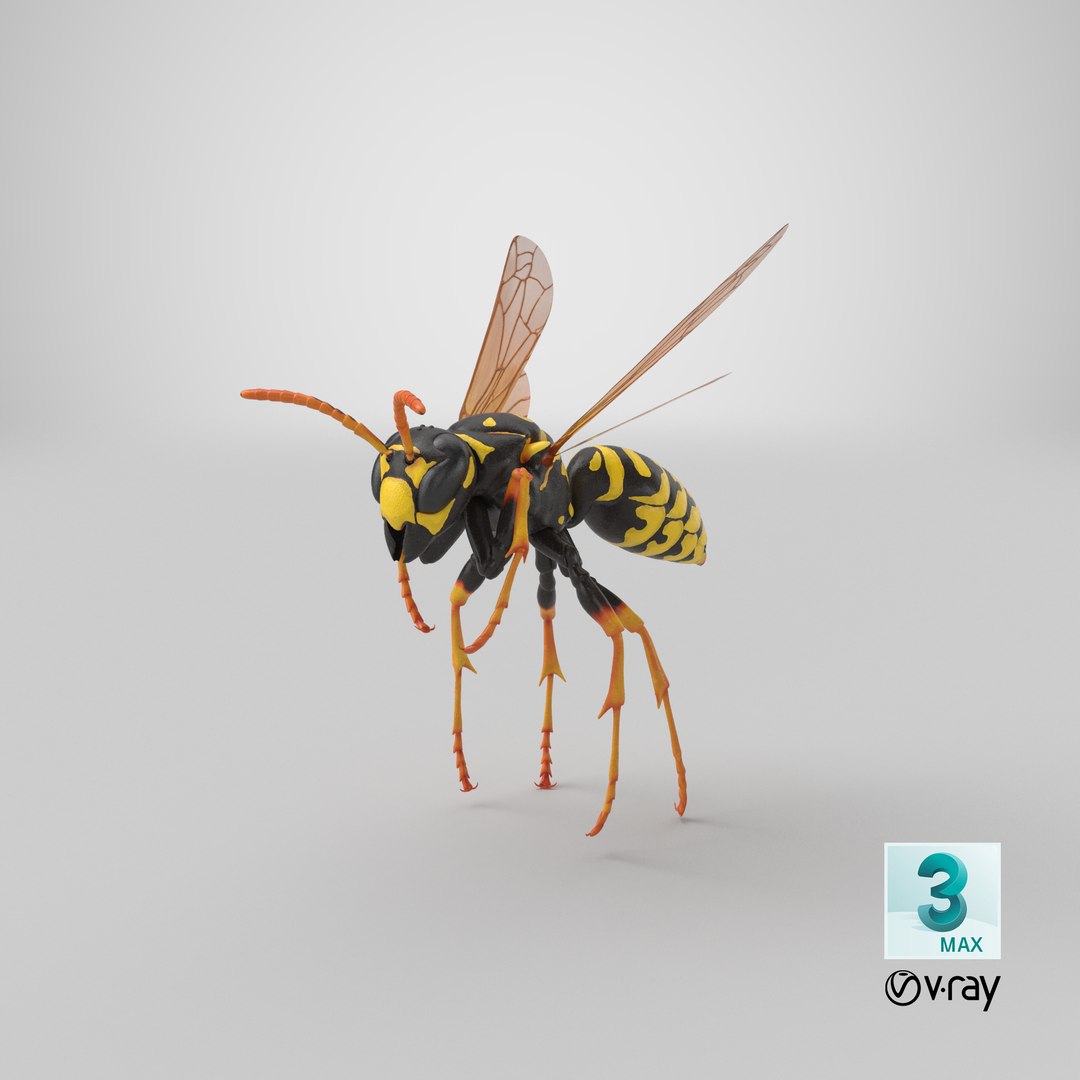 3D paper wasp flying https://p.turbosquid.com/ts-thumb/S5/YdaWai/TisV23g3/stemcell_max_vray_render/png/1551126466/1920x1080/fit_q87/de9d310e318f0f715e16dbdb51514b32e7d007ee/stemcell_max_vray_render.jpg