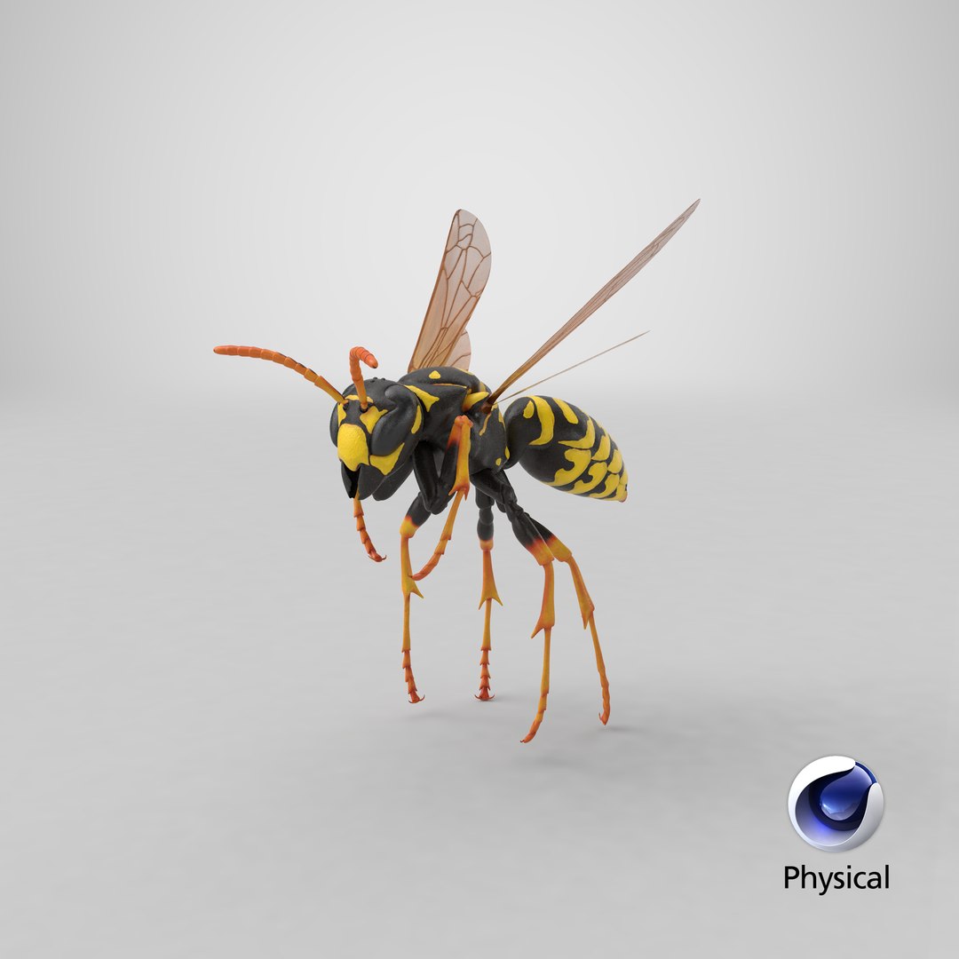 3D paper wasp flying https://p.turbosquid.com/ts-thumb/S5/YdaWai/hMfpGjFp/stemcell_cinema_4d_physical_render/png/1551126486/1920x1080/fit_q87/e2c6b8a603d84449d1e84d92974d961d76a4a557/stemcell_cinema_4d_physical_render.jpg