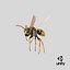 Paper Wasp Flying