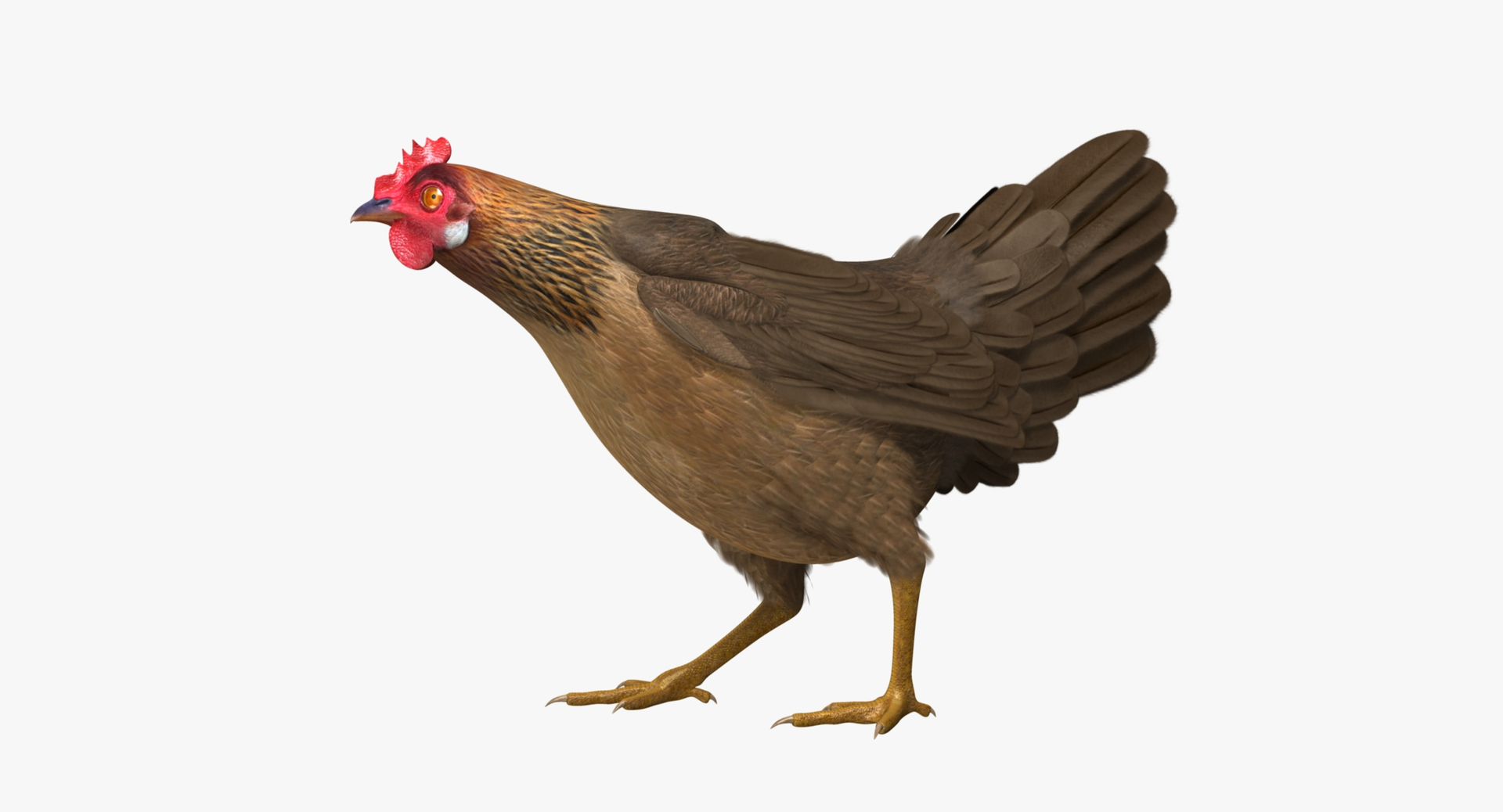 gallus domesticus brown domestic 3d model https://p.turbosquid.com/ts-thumb/S5/ZkMR6Y/0GUWCOrY/chicken_rot2/jpg/1440639427/1920x1080/turn_fit_q99/991b8e294360d8755443d7e8b5742e2f6c97b35e/chicken_rot2-1.jpg