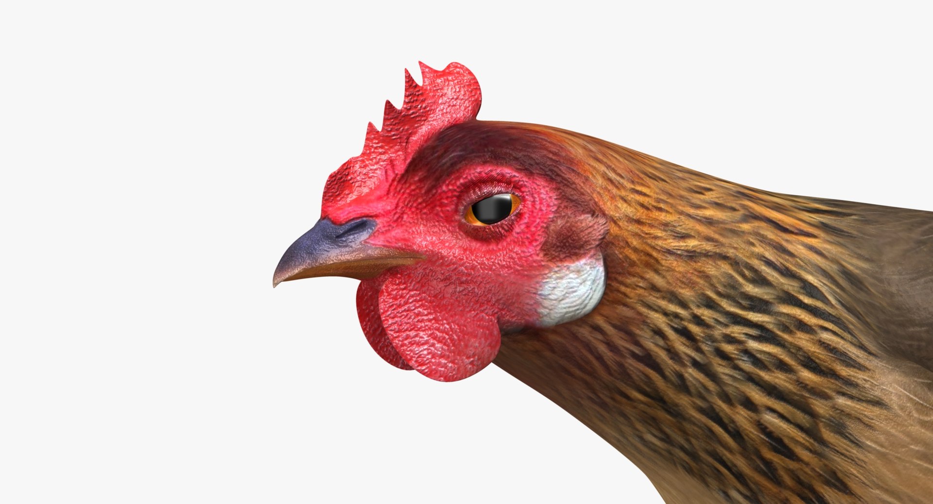 gallus domesticus brown domestic 3d model https://p.turbosquid.com/ts-thumb/S5/ZkMR6Y/24xBzf8q/r10/jpg/1440591418/1920x1080/fit_q87/ac5207373b5141265ff52aaf0dc1df383dbcb4ea/r10.jpg