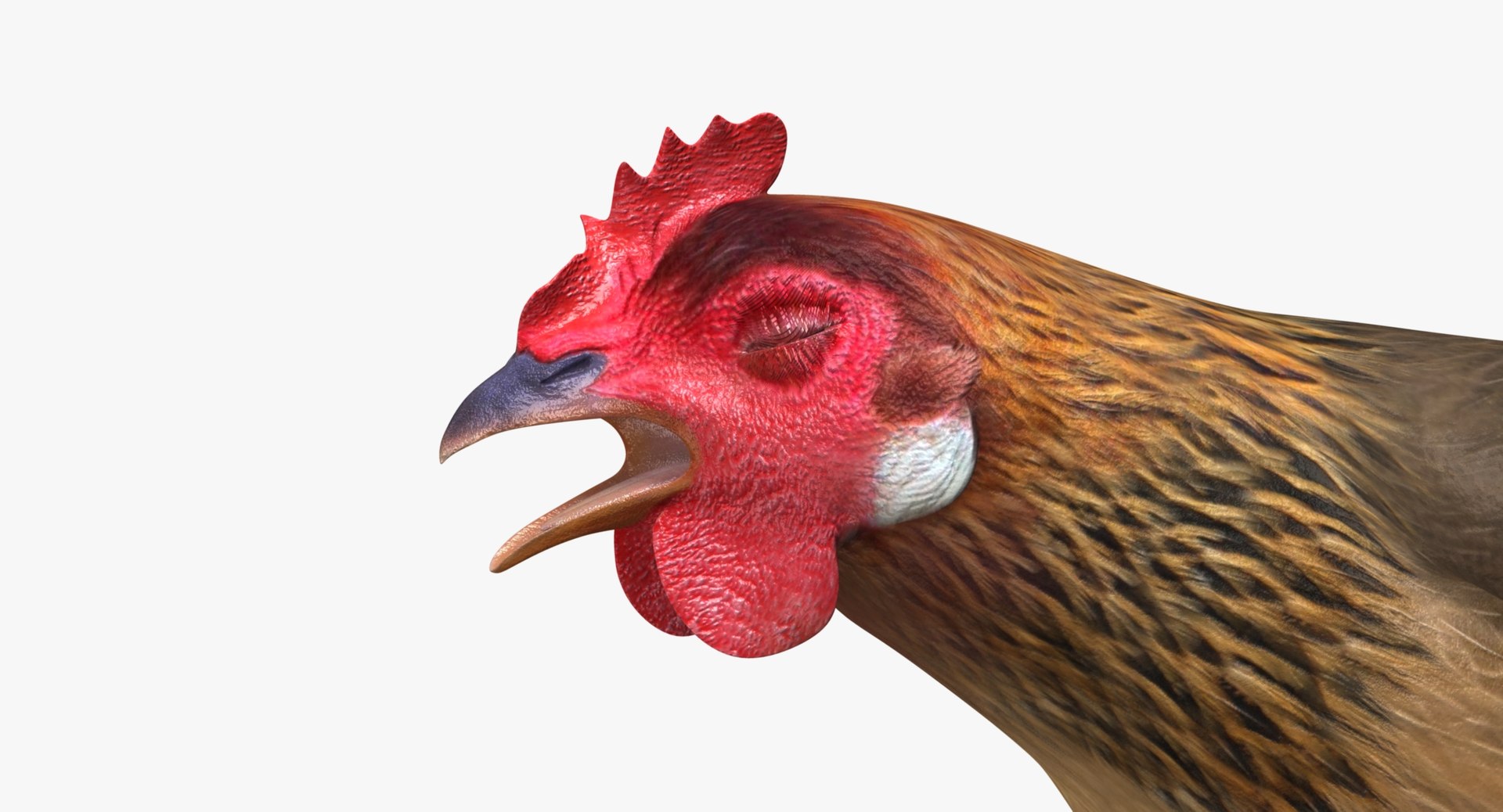 gallus domesticus brown domestic 3d model https://p.turbosquid.com/ts-thumb/S5/ZkMR6Y/DJztnYsU/r11/jpg/1440591418/1920x1080/fit_q87/cebcd8a6ceac24cf1f6399e62c085cdbfa84db14/r11.jpg