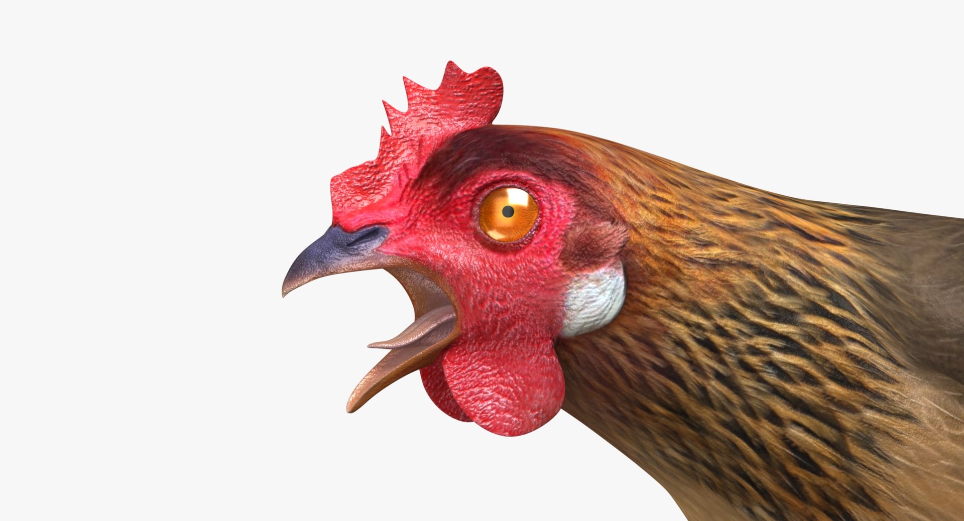gallus domesticus brown domestic 3d model https://p.turbosquid.com/ts-thumb/S5/ZkMR6Y/Fw6OxPRW/r09/jpg/1440591418/1920x1080/fit_q87/a5534068510b39b9b984acc0da40a209e7a5979c/r09.jpg