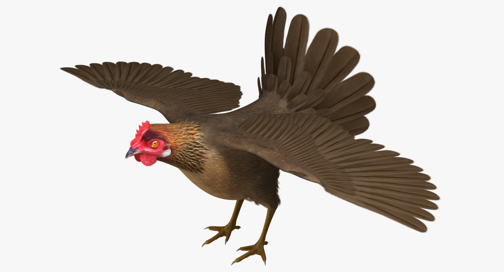gallus domesticus brown domestic 3d model https://p.turbosquid.com/ts-thumb/S5/ZkMR6Y/L9t9tSo6/r03/jpg/1440574724/1920x1080/fit_q87/d355dc36eb639d962707a877dd7d1ba654ce3516/r03.jpg