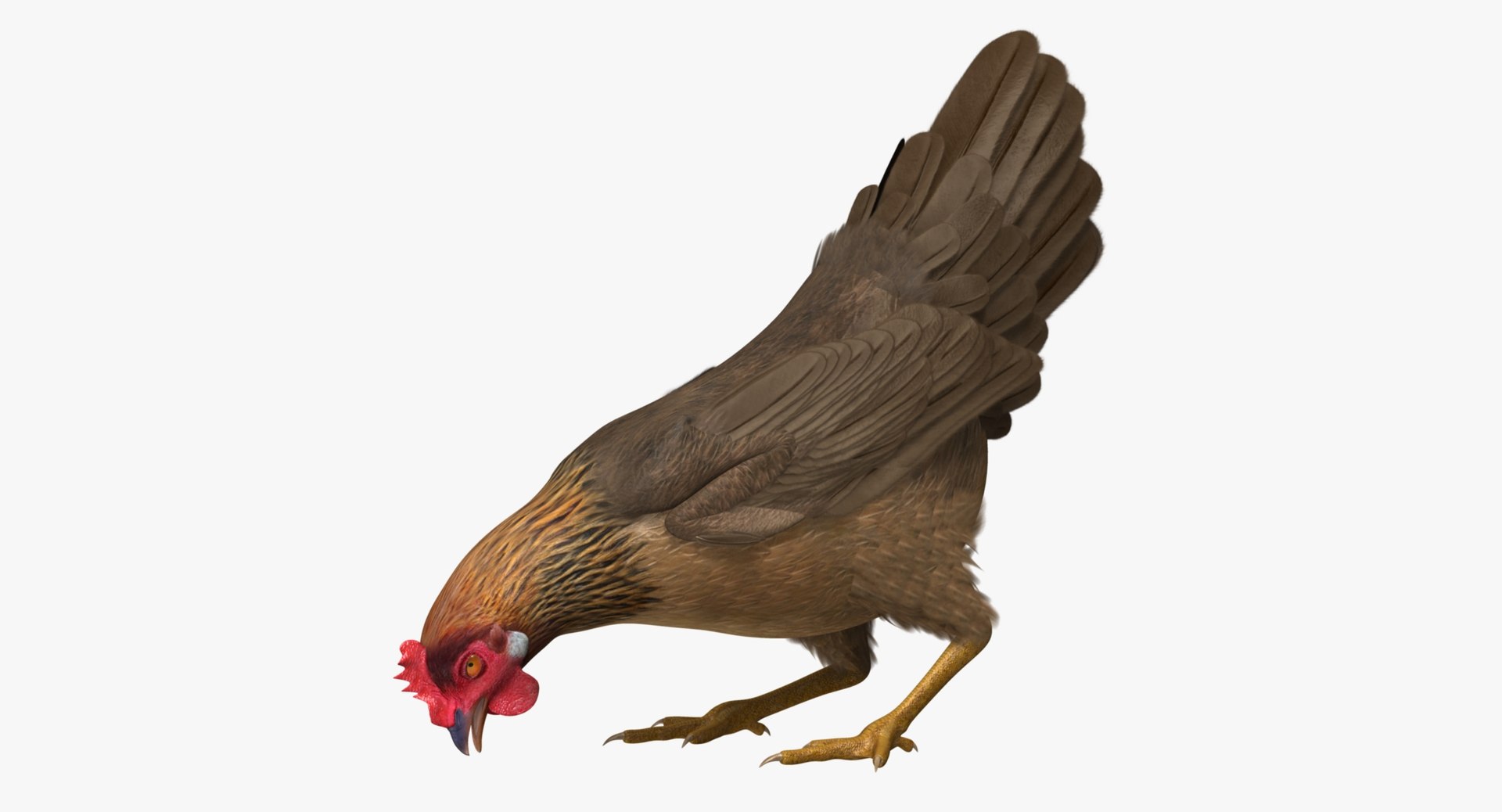 gallus domesticus brown domestic 3d model https://p.turbosquid.com/ts-thumb/S5/ZkMR6Y/hDW1ML60/r05/jpg/1440591418/1920x1080/fit_q87/b94dad7992e42c961b92ef6430f3d2f044198916/r05.jpg