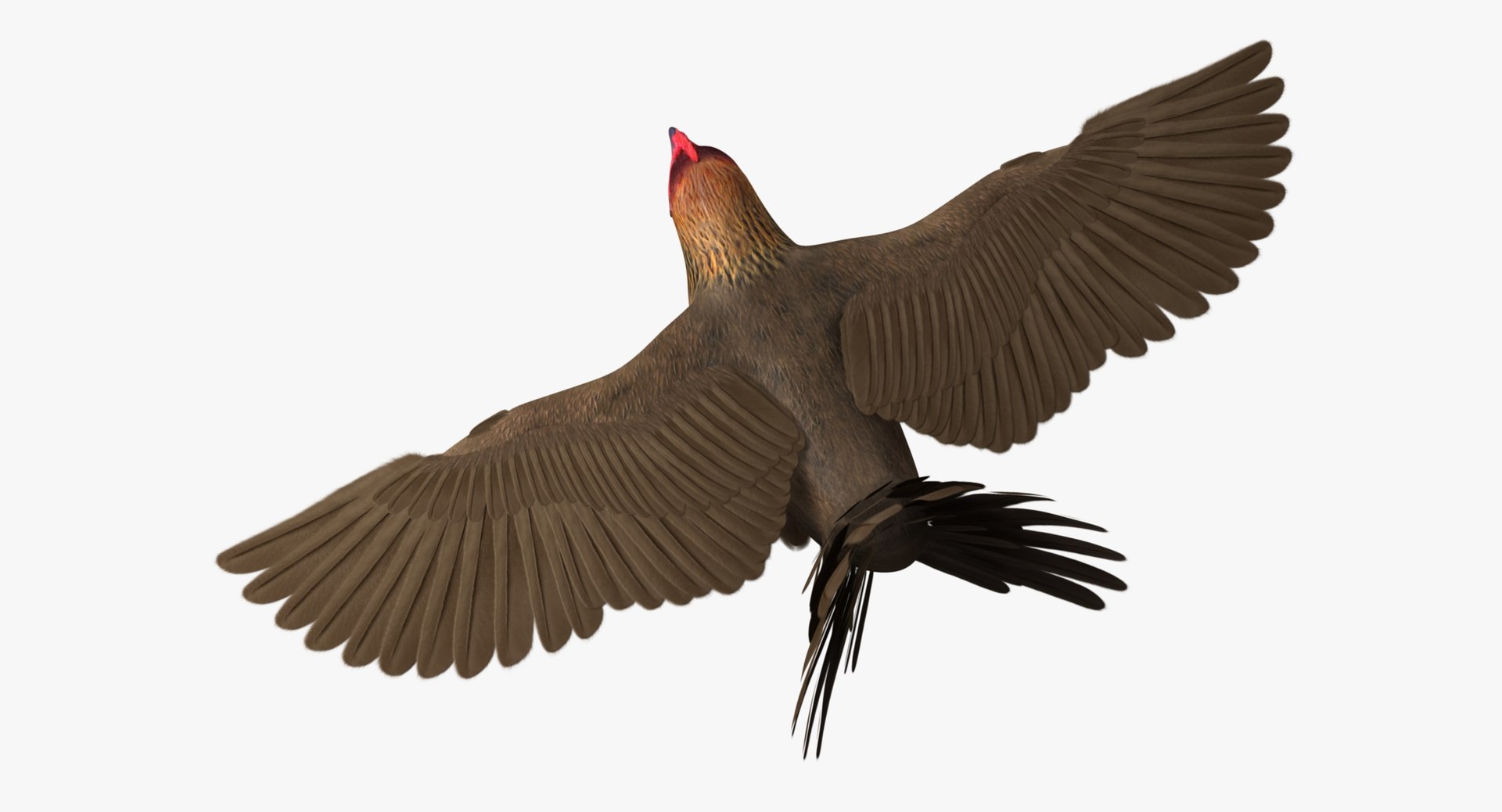 gallus domesticus brown domestic 3d model https://p.turbosquid.com/ts-thumb/S5/ZkMR6Y/kQRkSY0n/r12/jpg/1440592058/1920x1080/fit_q87/206caef4c00cea7689dfd3c06072e847b730692a/r12.jpg