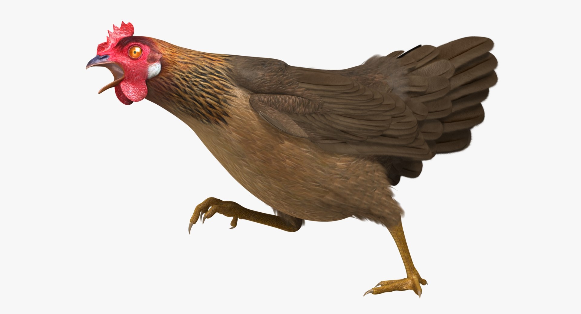 gallus domesticus brown domestic 3d model https://p.turbosquid.com/ts-thumb/S5/ZkMR6Y/n8eYjg2A/r06/jpg/1440591418/1920x1080/fit_q87/5658c3dbc4928fe8fd7177e3ddd58bac179fc7e5/r06.jpg