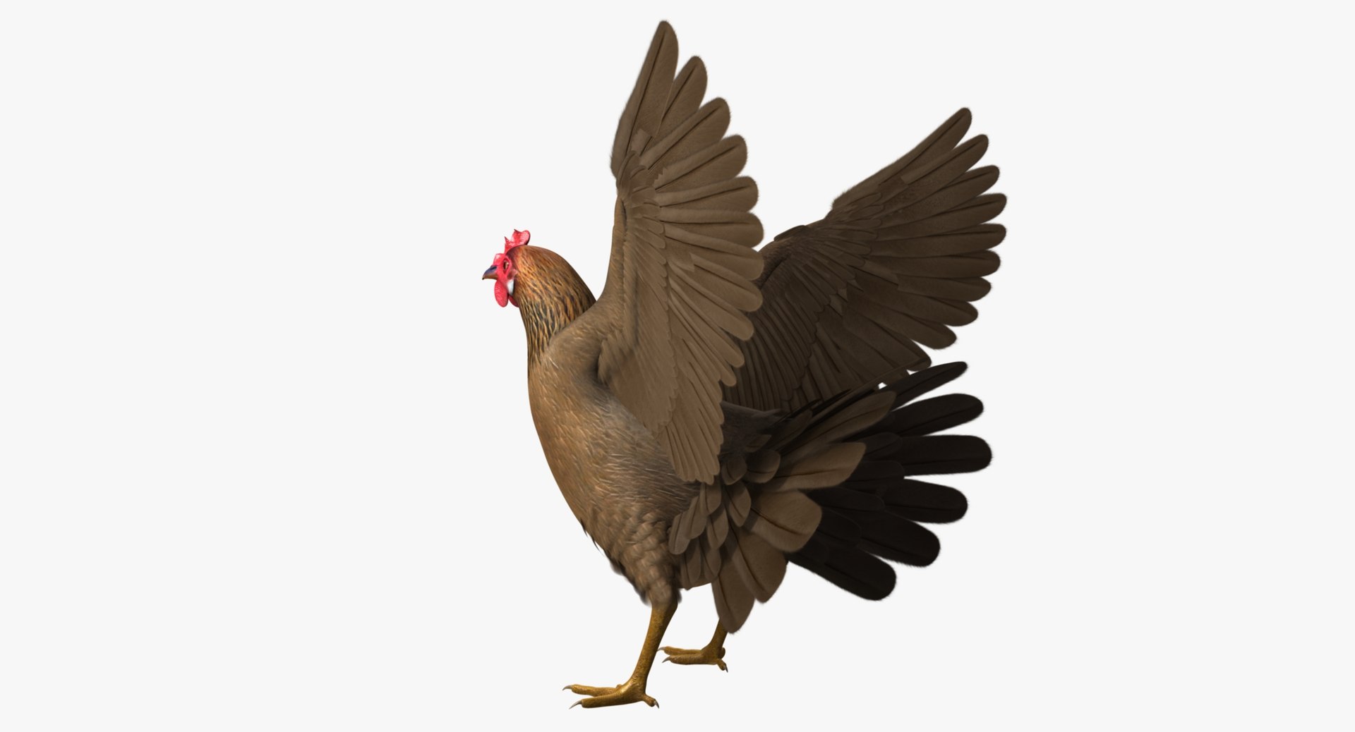 gallus domesticus brown domestic 3d model https://p.turbosquid.com/ts-thumb/S5/ZkMR6Y/pb67WovB/r07/jpg/1440591418/1920x1080/fit_q87/faff67c6631e9d1b28cc8e9201811e981ad5736d/r07.jpg