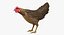 Gallus Domesticus "Коричневая куриная курица"