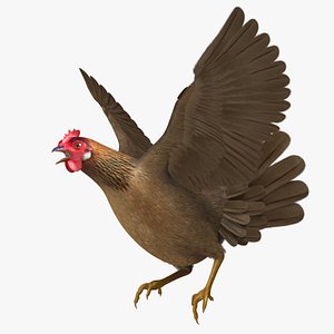 Gallus Domesticus "Brown Domestic Chicken Hen"