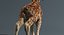 3D realistic giraffe fur tongue animation