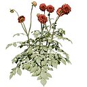 Dahlia