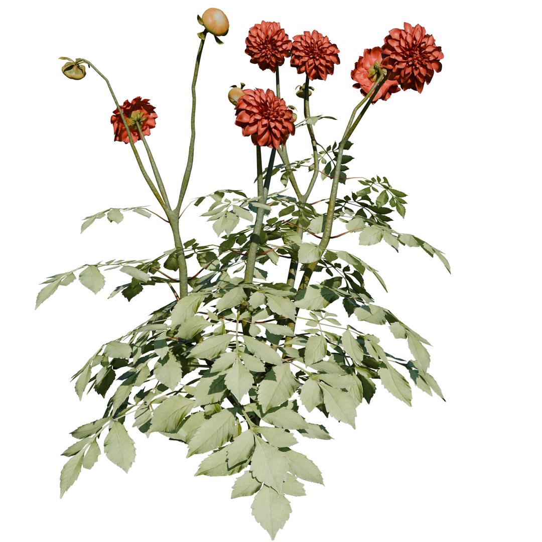 Garden Flowers 3D https://p.turbosquid.com/ts-thumb/S5/fOX1Fg/GC/1/png/1788134556/1920x1080/fit_q87/0298c11493a2c79e656c91ee455be80a6ca43c29/1.jpg