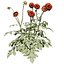 庭の花