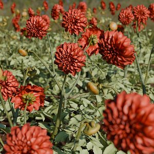 3D Dahlia model