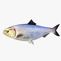American Shad