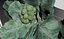 Hydroponics