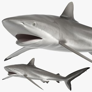 Silky Shark or Carcharhinus Falciformis