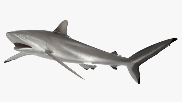クロトガリザメ3Dモデル - TurboSquid 2265113